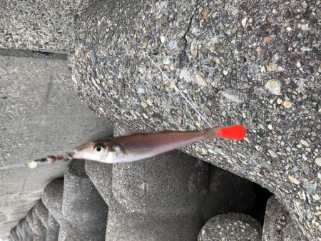 6/27　ちょい投げ釣り、ジギング